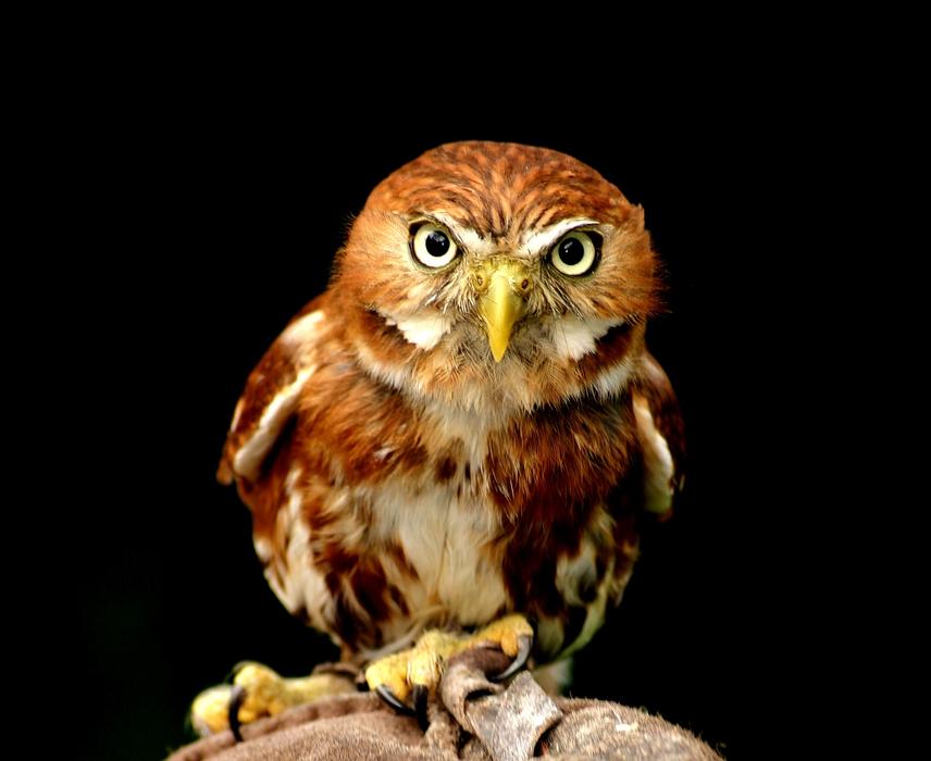 An owl looking into the frame