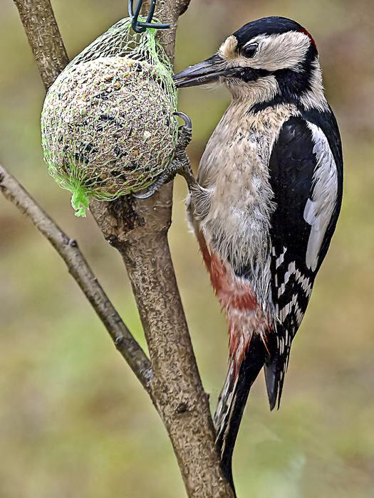 Great Spotted Woodpecker