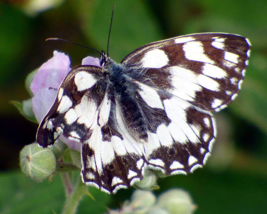 Butterfly Wings Insect