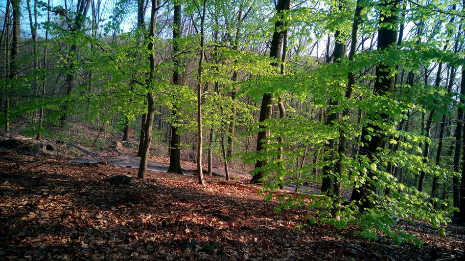 Forest Trees Nature