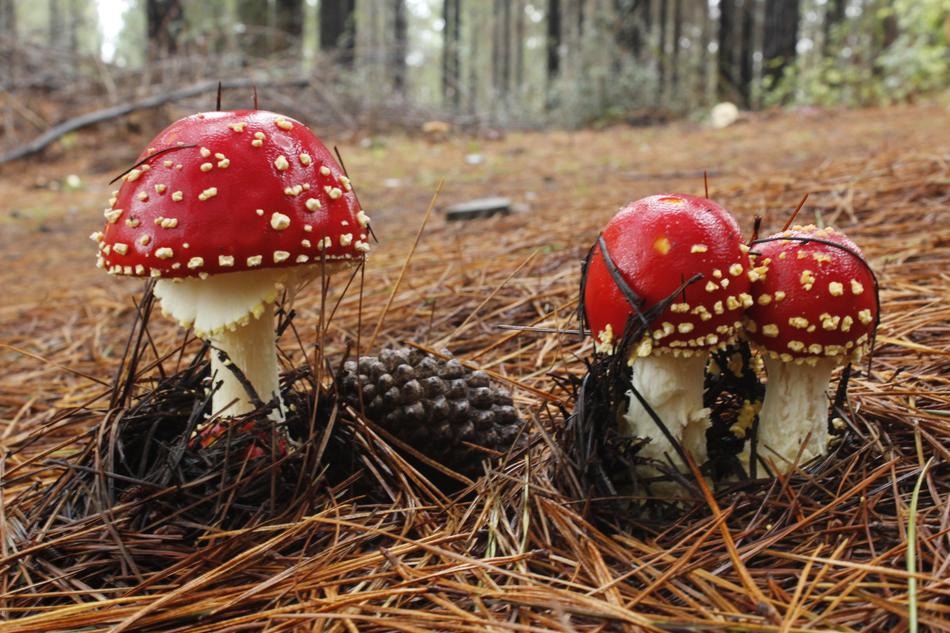 Fungus Forest Mushroom
