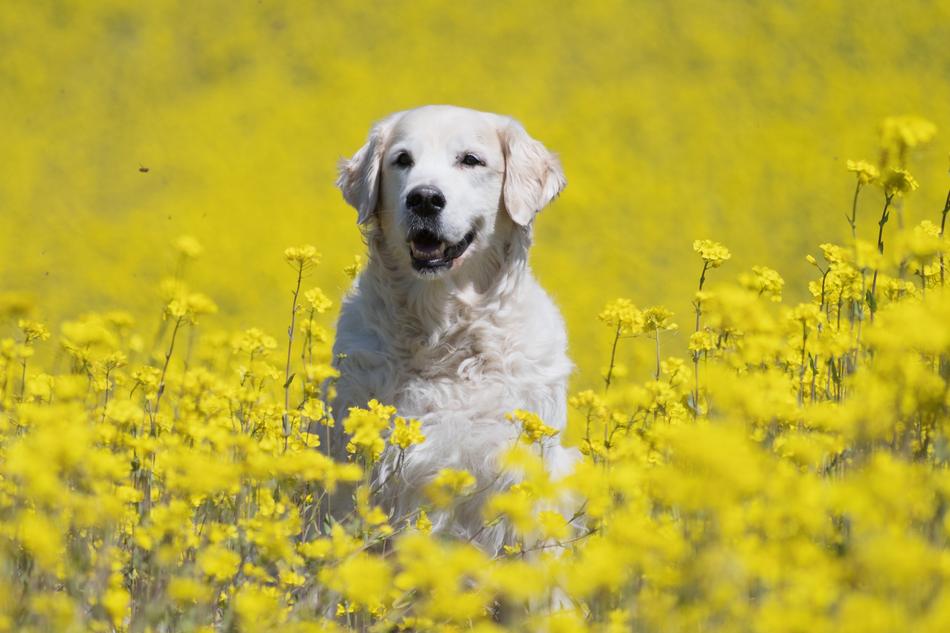 Dog Golden Retriever Ttierportrait