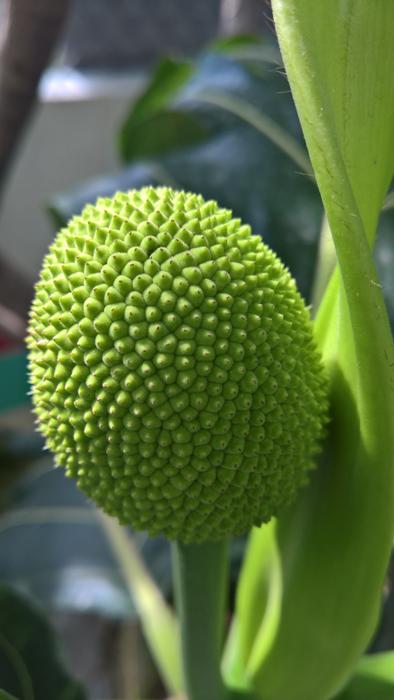 green fruit on a tree