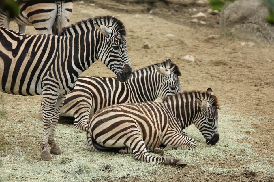 Pet Zebra