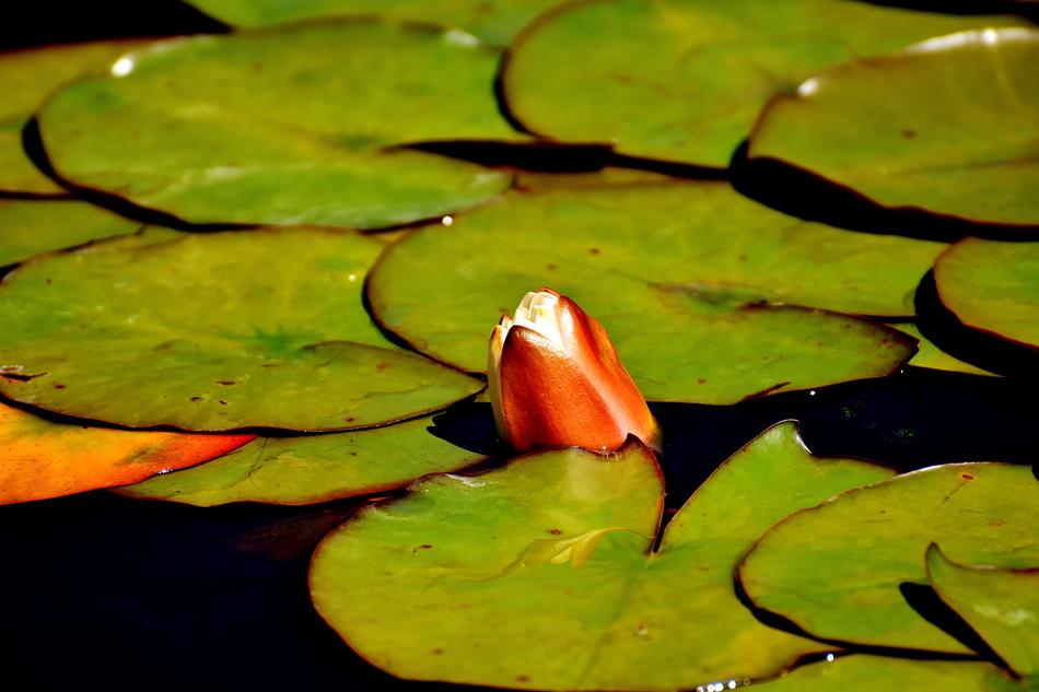 Water Lily Plant