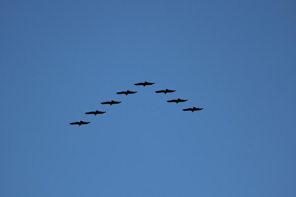 Birds Nature Flying