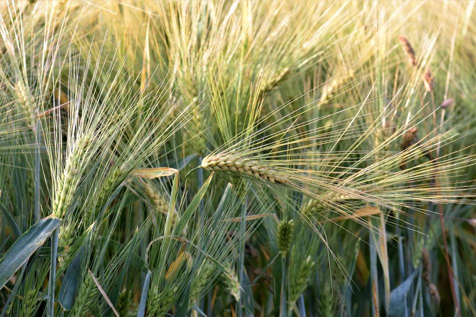 Wheat Winter Agriculture