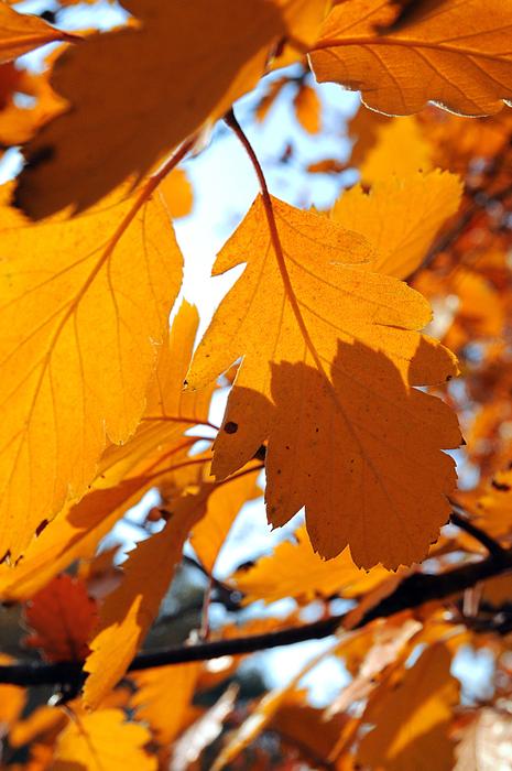 fall leaves on a branch