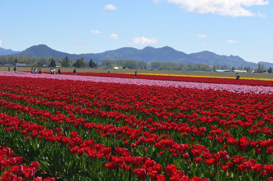 Flowers Tulips Spring