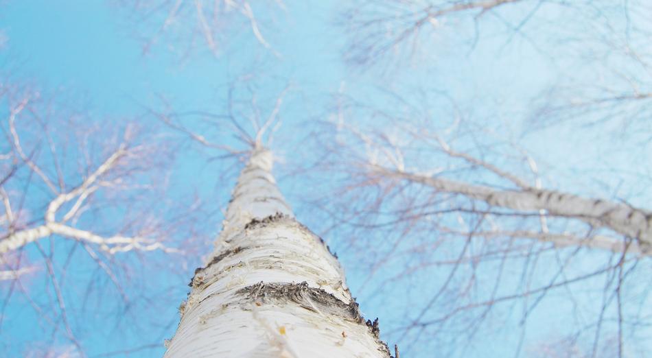 Birch Winter White