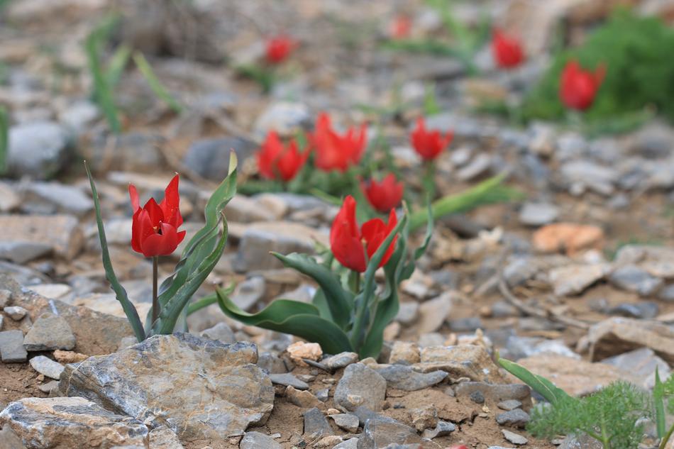 red wild tulips