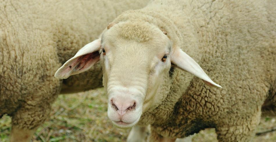 Livestock White sheep