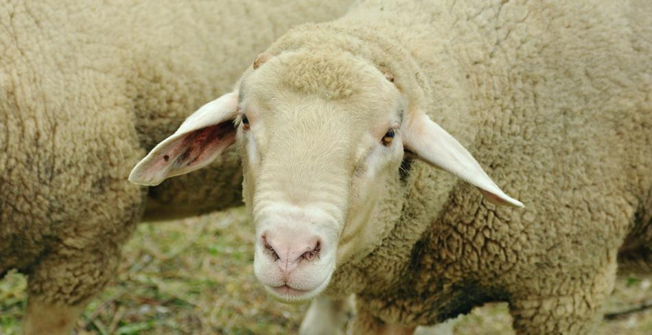 Livestock White sheep