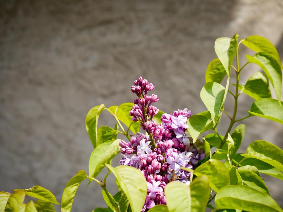Lilac Background Spring