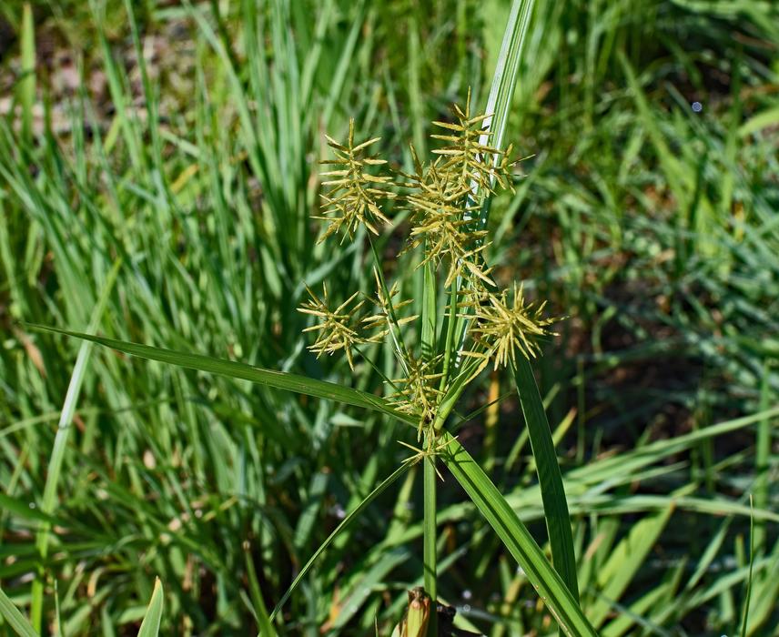 Nutsedge Grass Plant