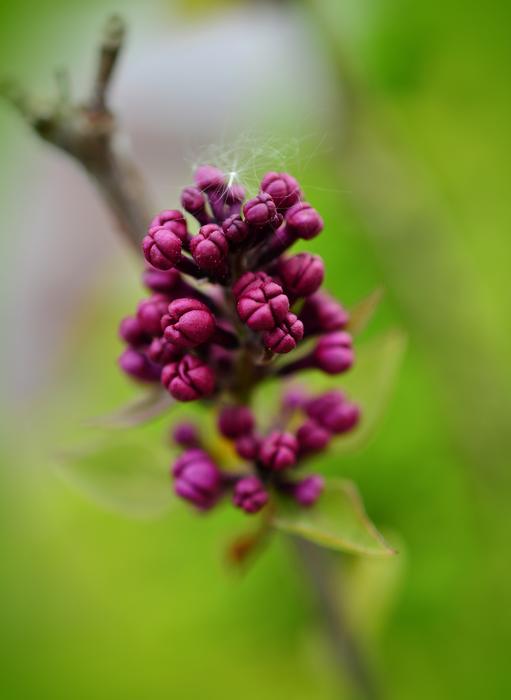 Lilac Buds Purple