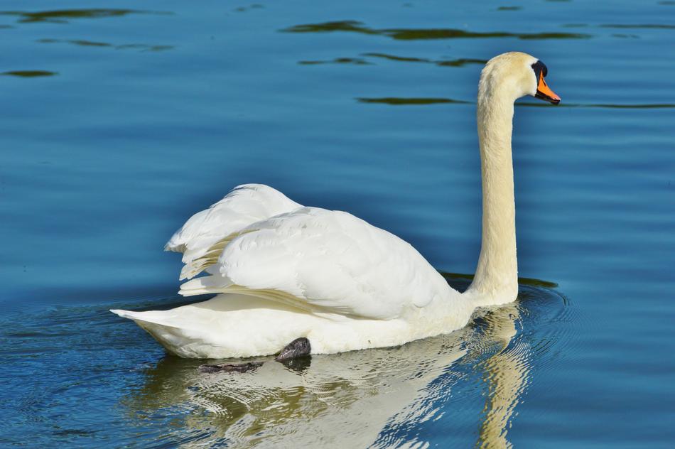 Swan Bird Water