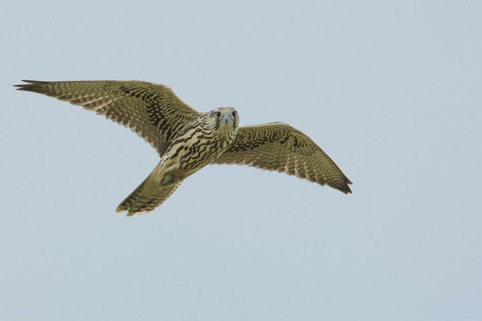 Bird Access The Local Peregrine