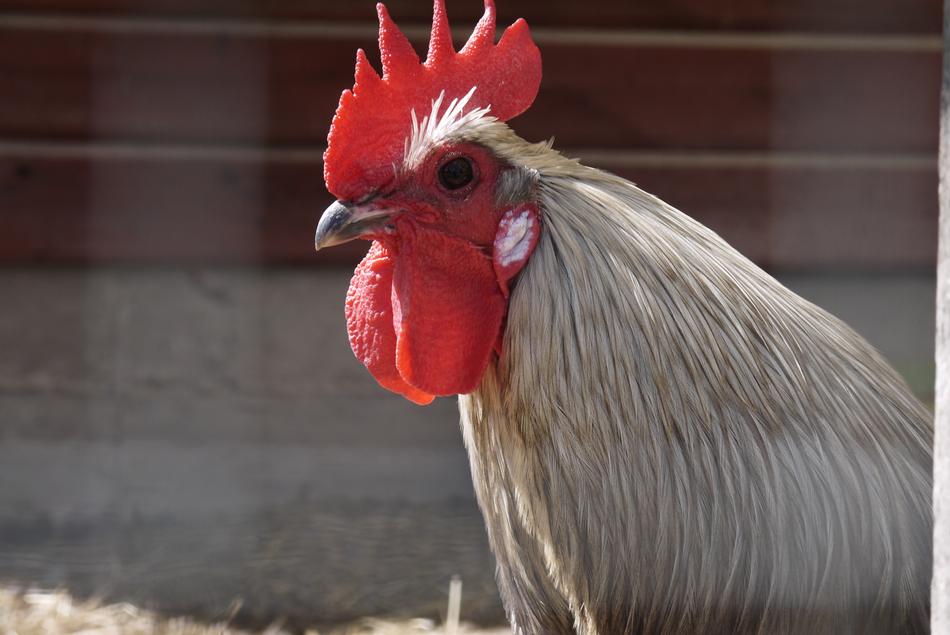 Rooster Fenced Animals