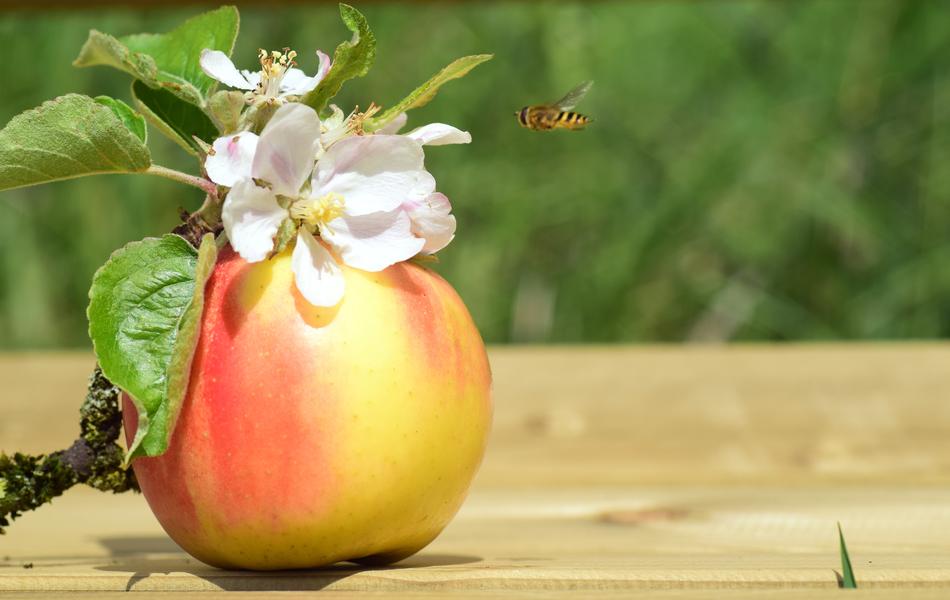 sweet apple on a branch