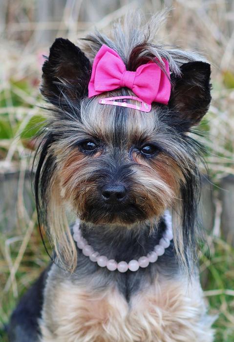 Yorkie Pretty Pink Bow