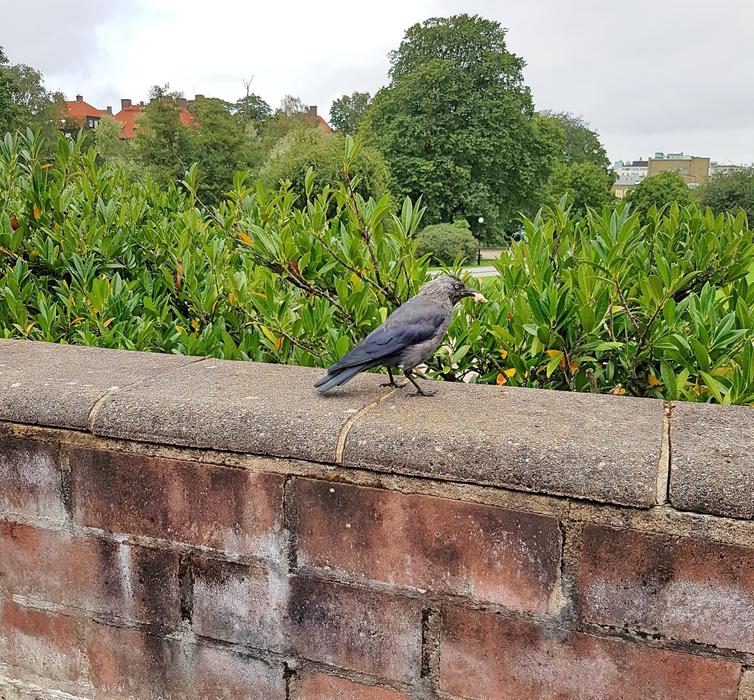 Crow Bird Member Of The