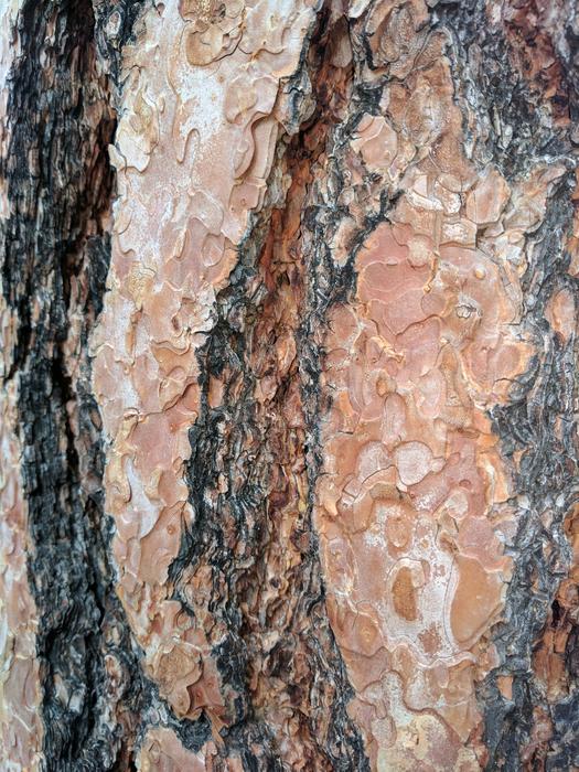 Bark Texture Rough material