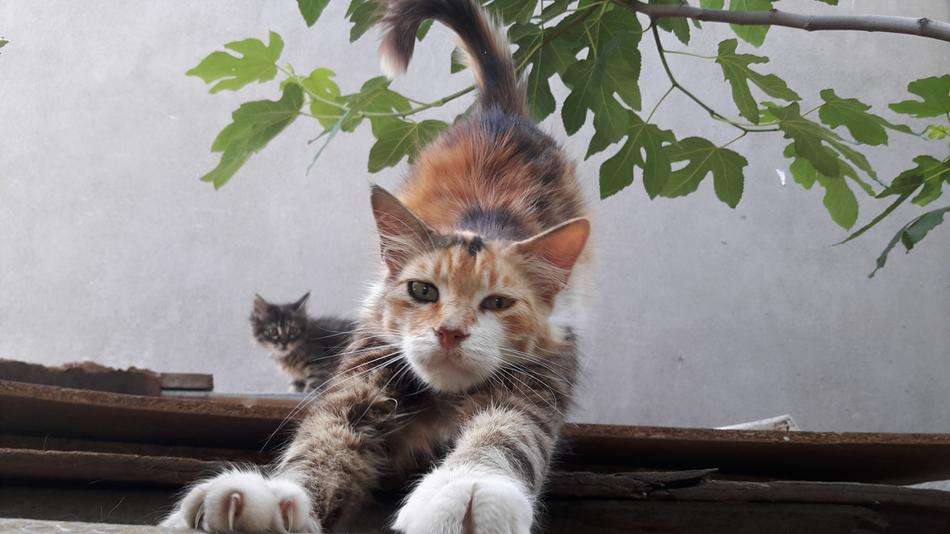 Cat The Main