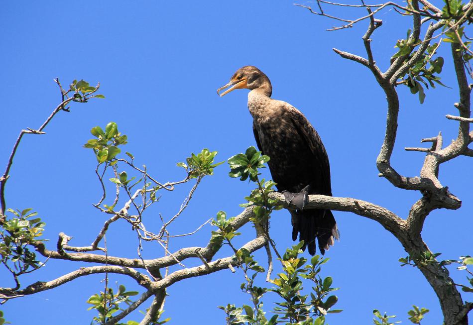 Cormorant Female Nature