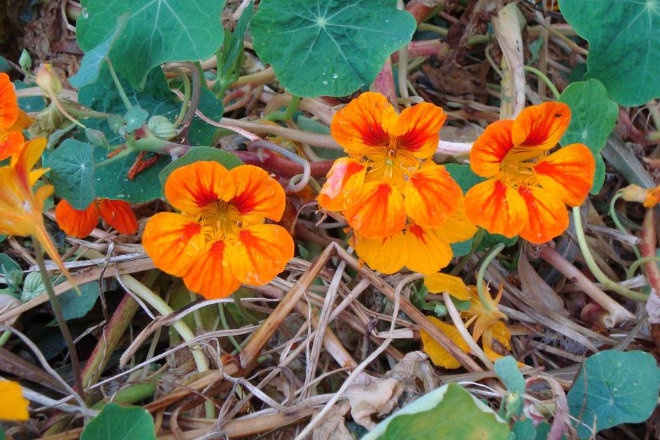 little orange flowers in the foliage