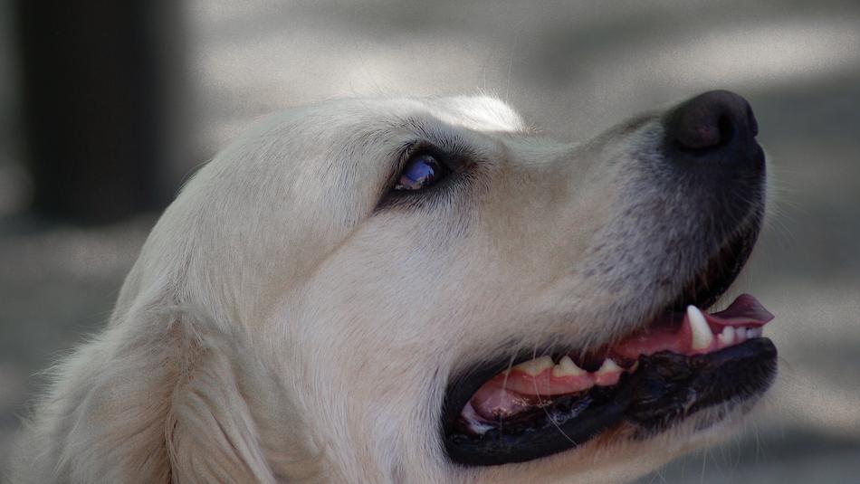 Labrador Dog Canine