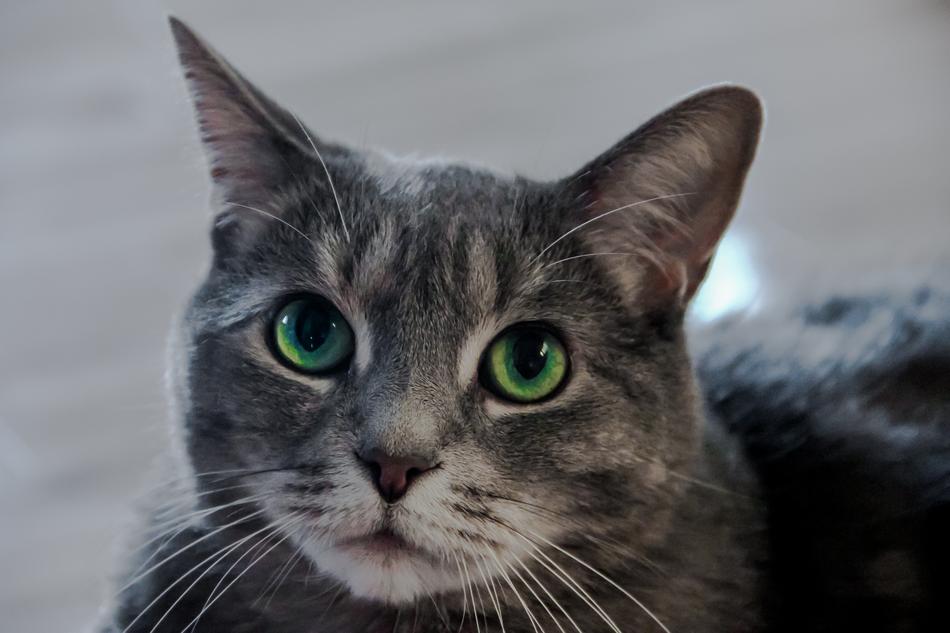 Cat Eye Eyes