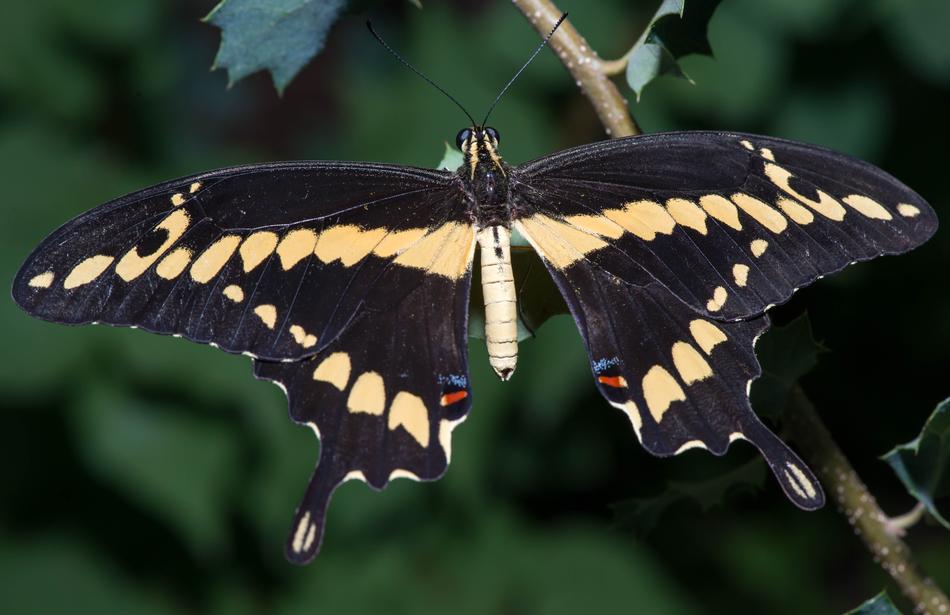 Butterfly Insect Macro