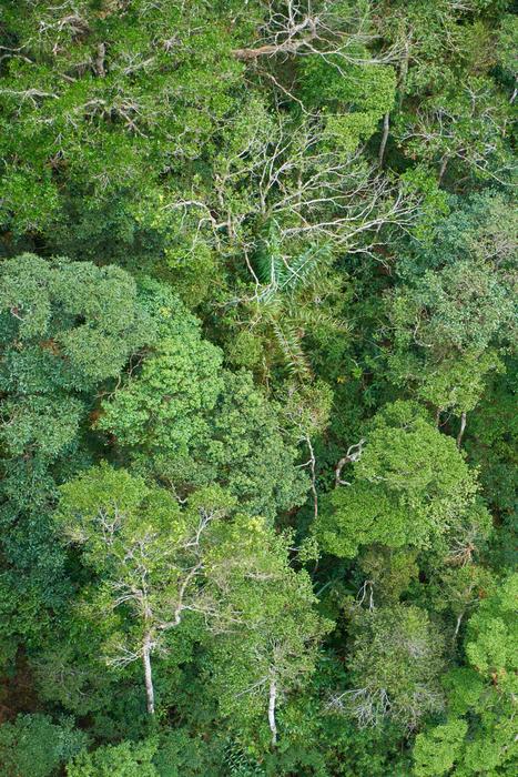 Tree Forest Nature