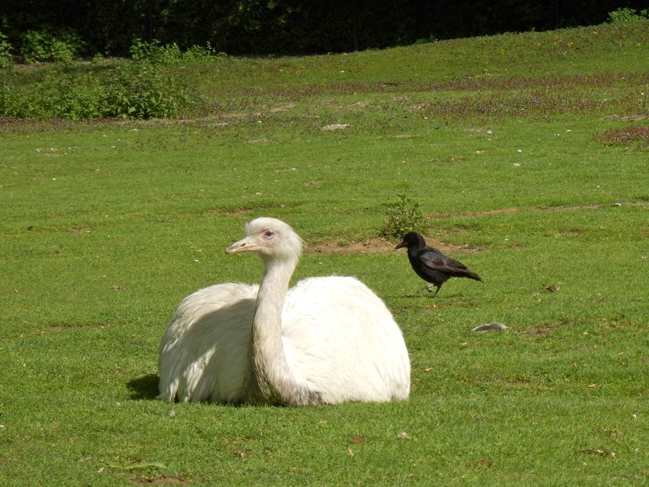 Emu Raven grass