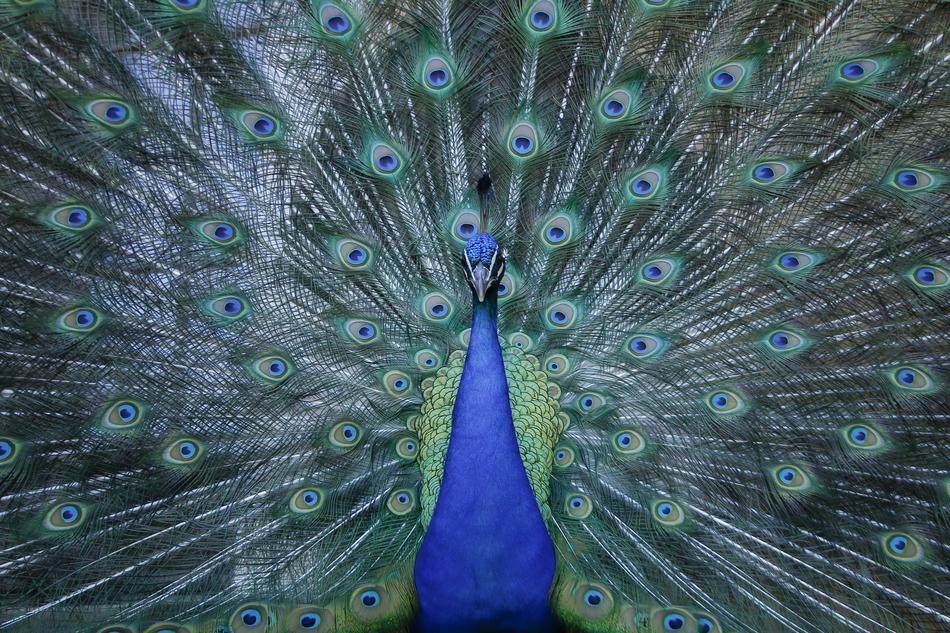 Animals Peacock Bird