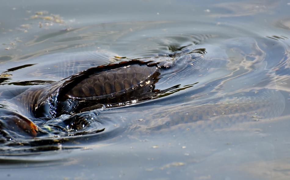 Carp Swim Water Surface