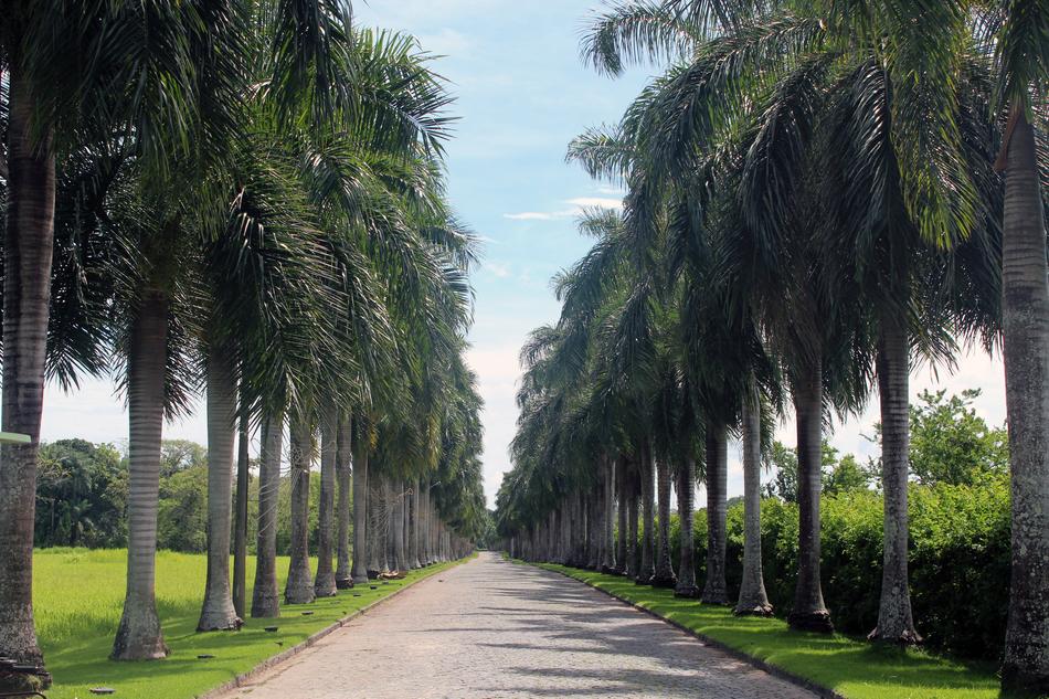 Palm Trees Avenue Road