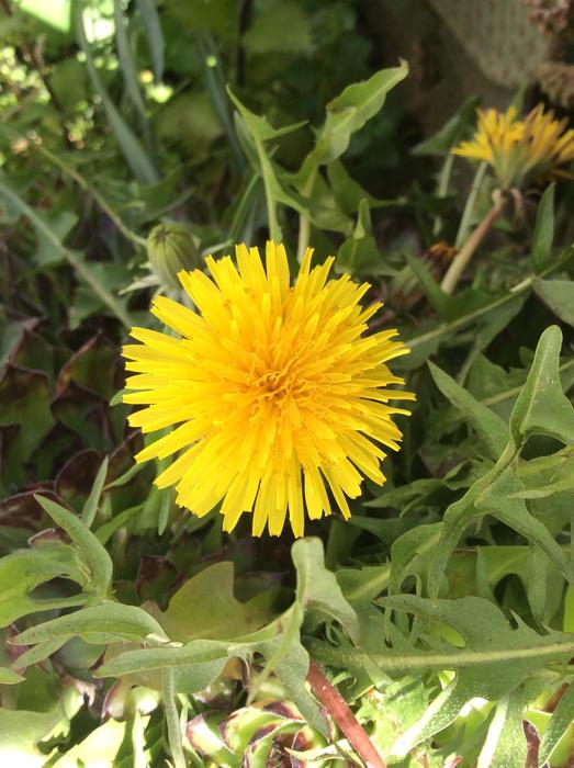 Dandelion Flower Wild