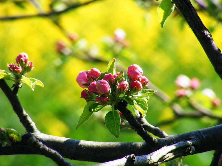 blooming spring branch alone