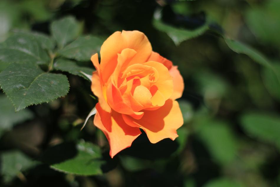Rose White Flower