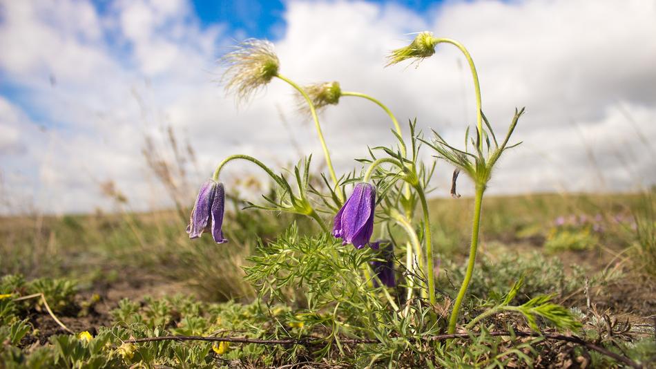 field purple flowers