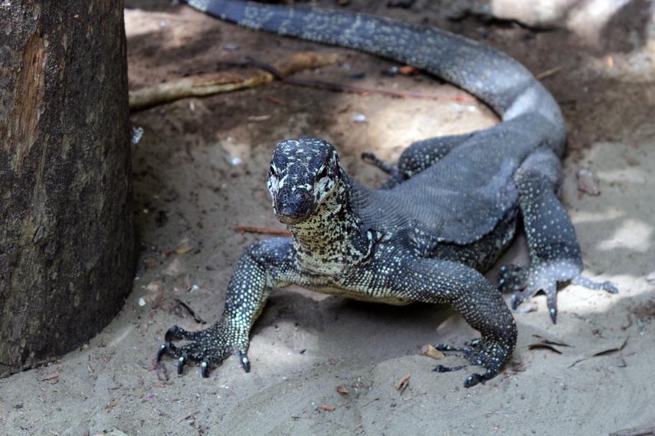 Lizard Monitor Animal