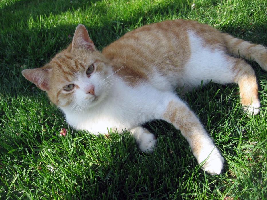 Cat Tomcat Breather