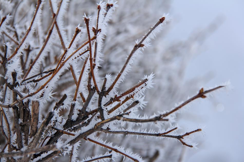 Tree Branch All White
