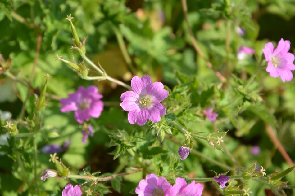 Purple Flowers Garden Plants