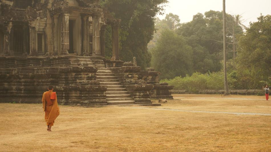 Cambodia Monk Orange