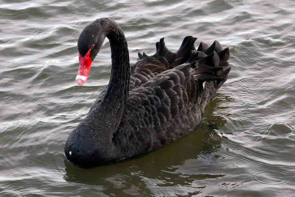 Black Swan Animal