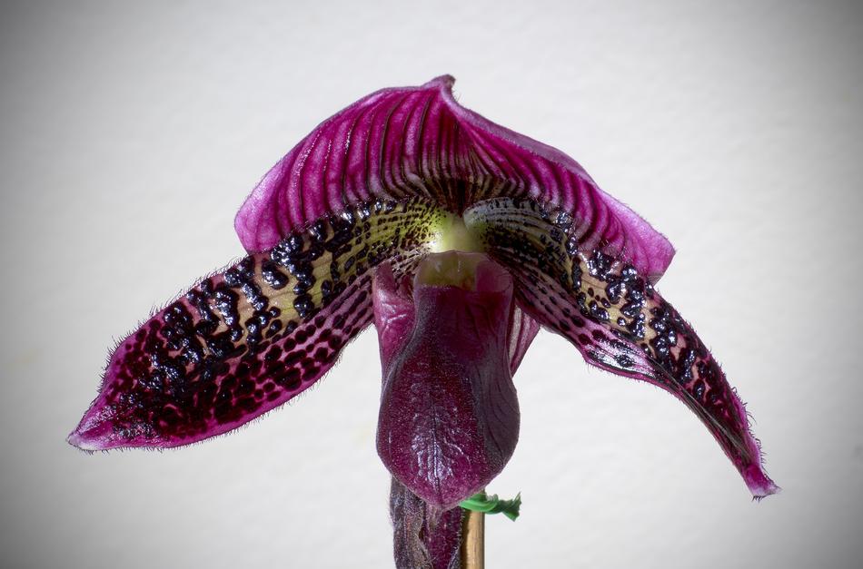 unusual flower on a white background