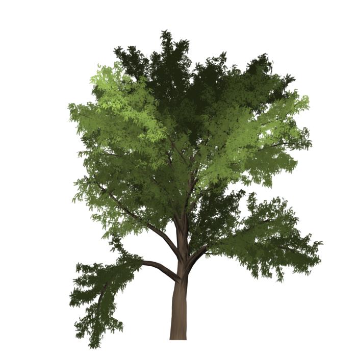 robinia tree green summer outdoor